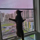 Кот опирается лапами на москитную сетку, установленную в окне